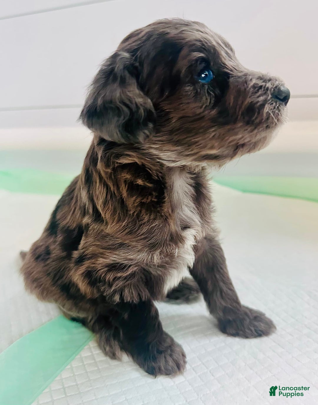 Aussiedoodle dogs for sale: Milo - Image 1