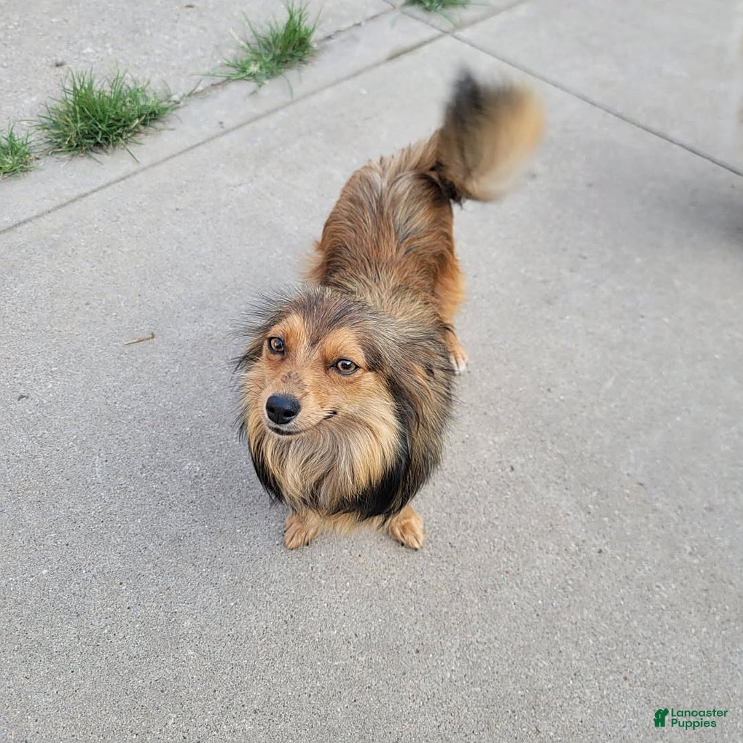 Pomeranian dogs for sale: Cody - Image 7