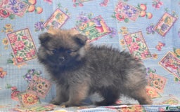 Pomeranian dogs for sale: Kenny - Image 5