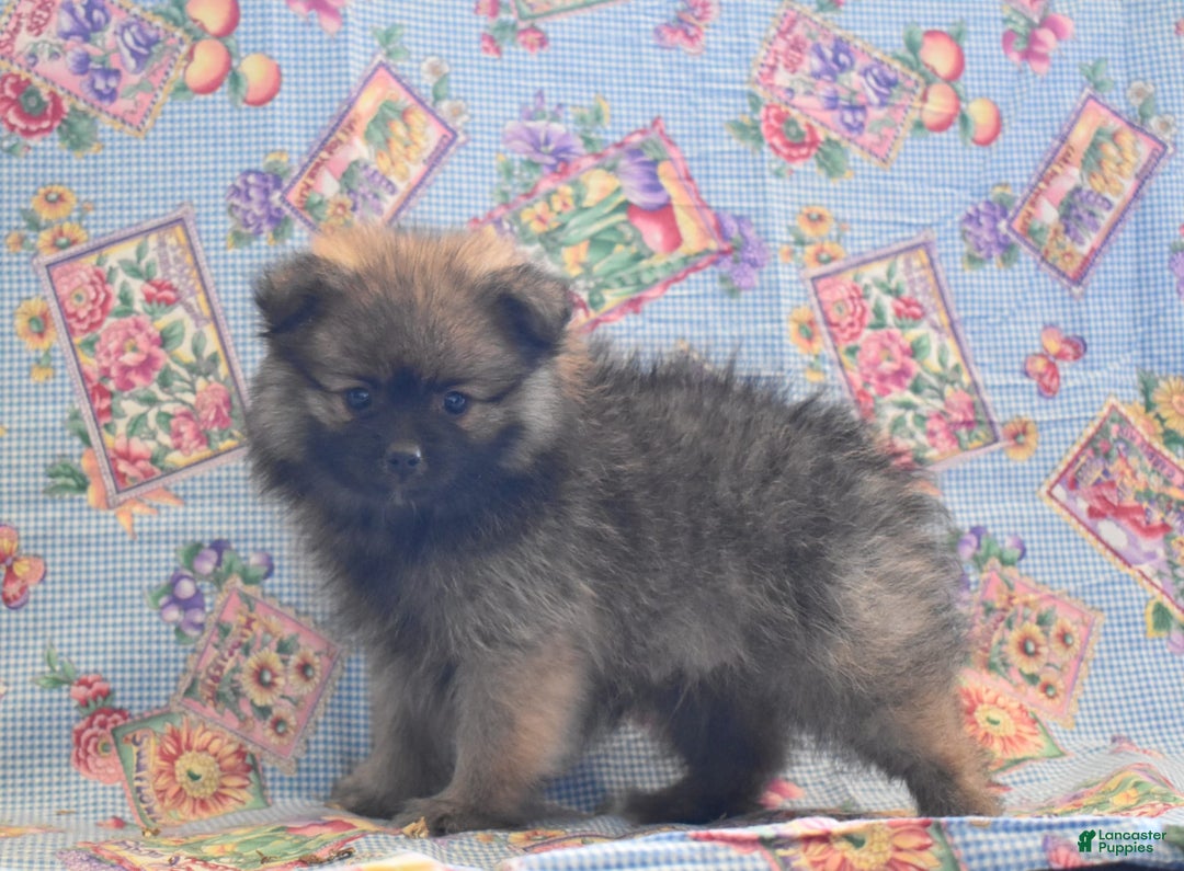 Pomeranian dogs for sale: Kenny - Image 5