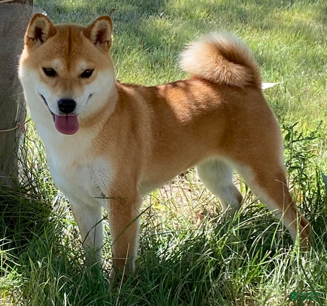 Shiba Inu dogs for sale: Kurt - Image 2