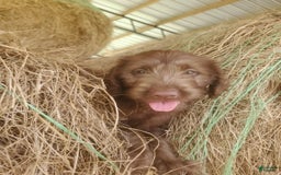 Labradoodle dogs for sale: Cocoa - Image 4
