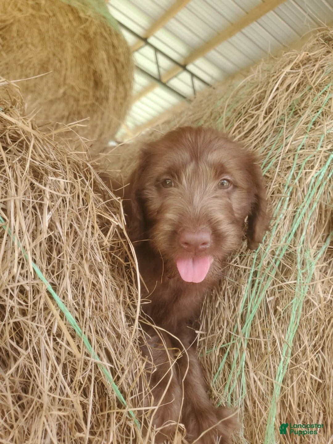 Labradoodle dogs for sale: Cocoa - Image 4