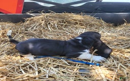 Basset Hound dogs for sale: Henry - Image 3