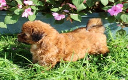 Shihpoo dogs for sale: Lisa - Image 5