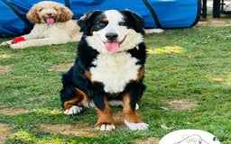 Bernese Mountain Dog dogs for sale: Jovi - Image 1