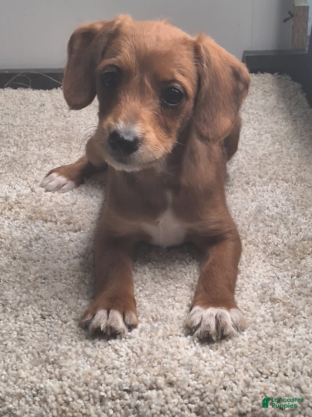 Jackapoo dogs for sale: Sasha - Image 2