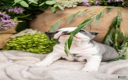 French Bulldog dogs for sale: Honey - Image 2