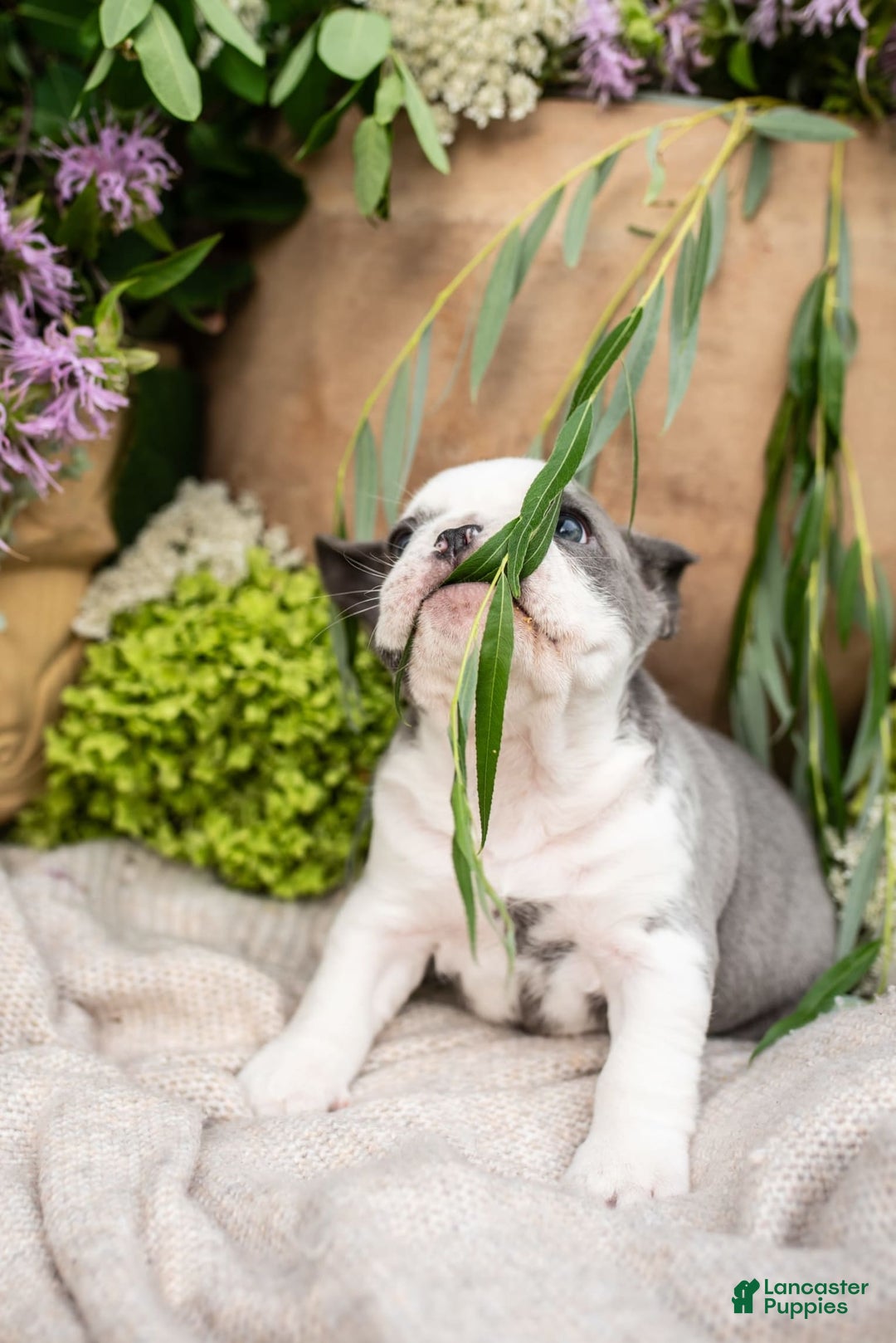 French Bulldog dogs for sale: Honey - Image 2