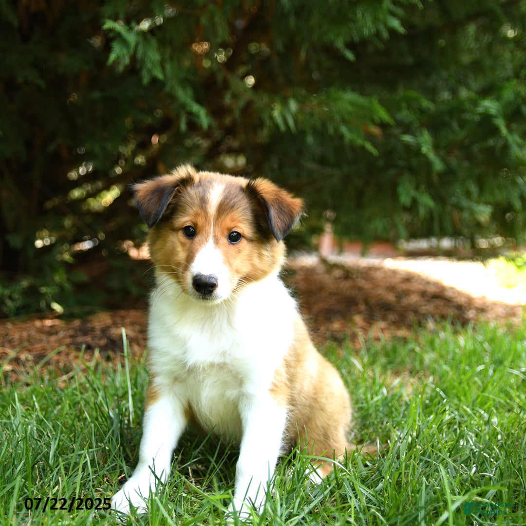 Shetland Sheepdog dogs for sale: Leo - Image 2