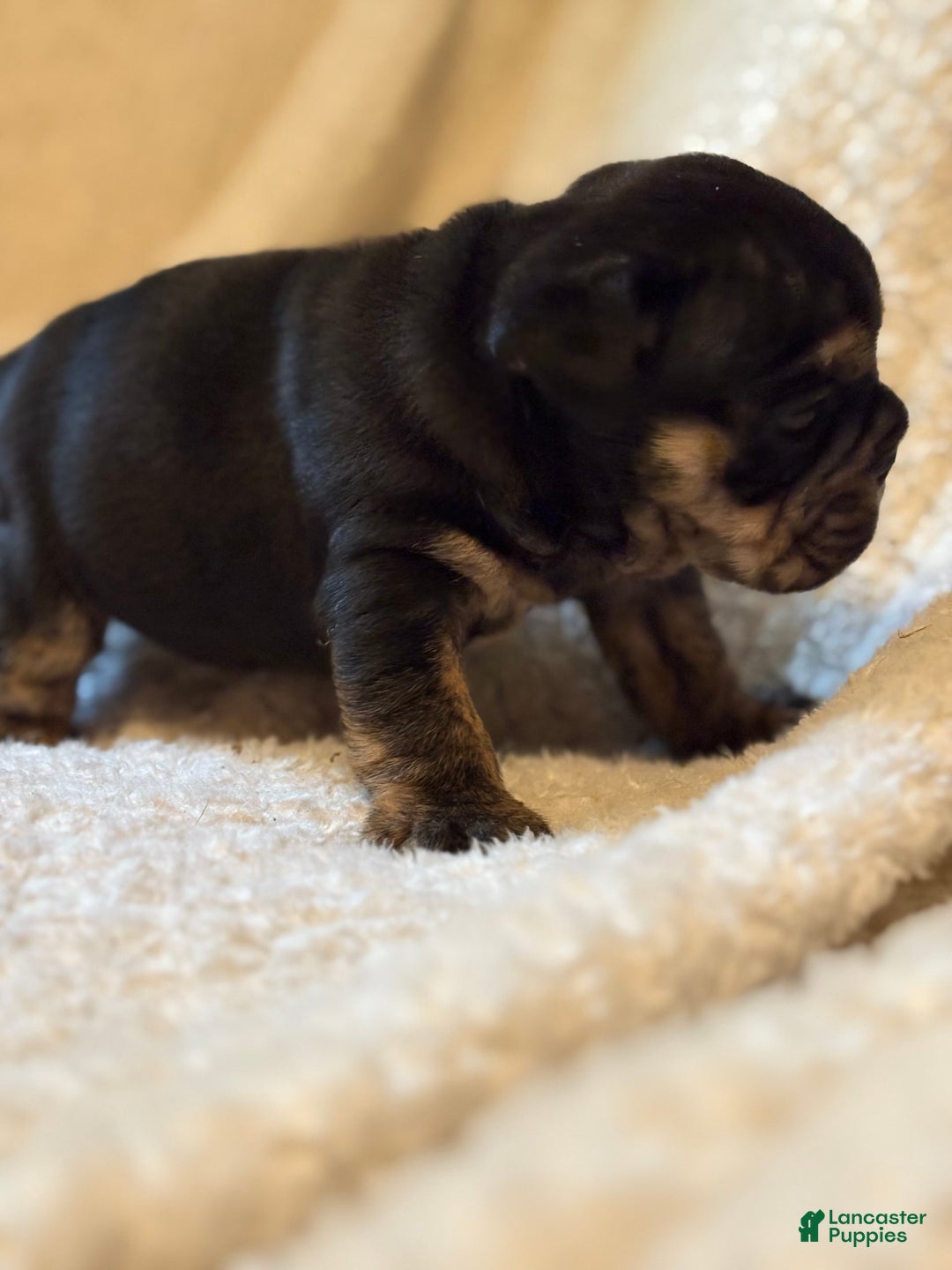 English Bulldog dogs for sale: Isabella - Image 4