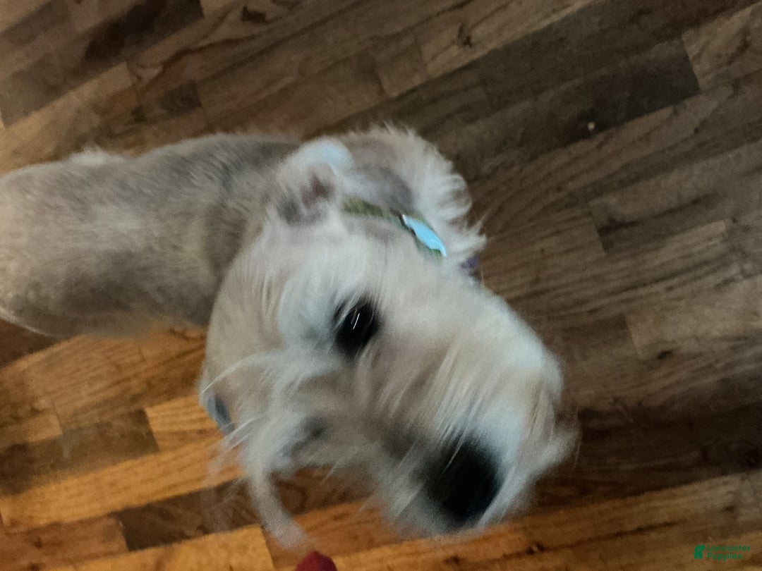 Miniature Schnauzer dogs for sale: Hilde - Image 2