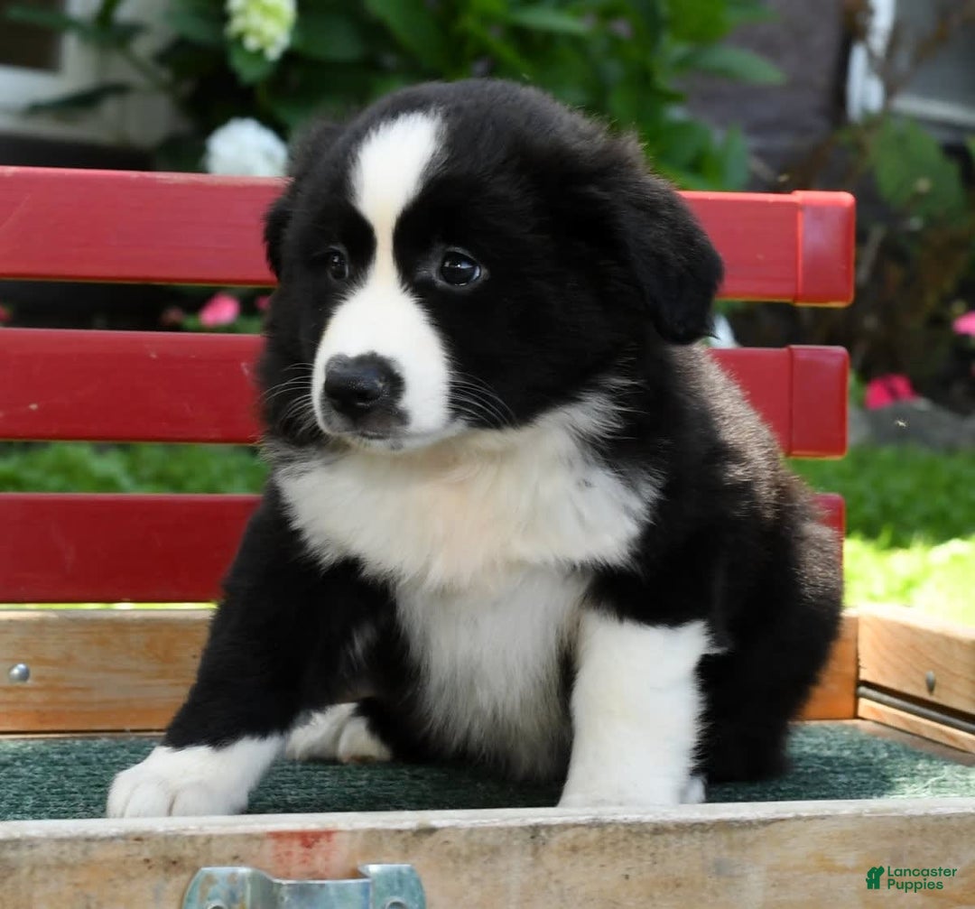 Australian Shepherd dogs for sale: Brenda - Image 8