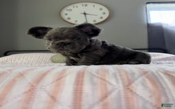 French Bulldog dogs for sale: Rome - Image 5
