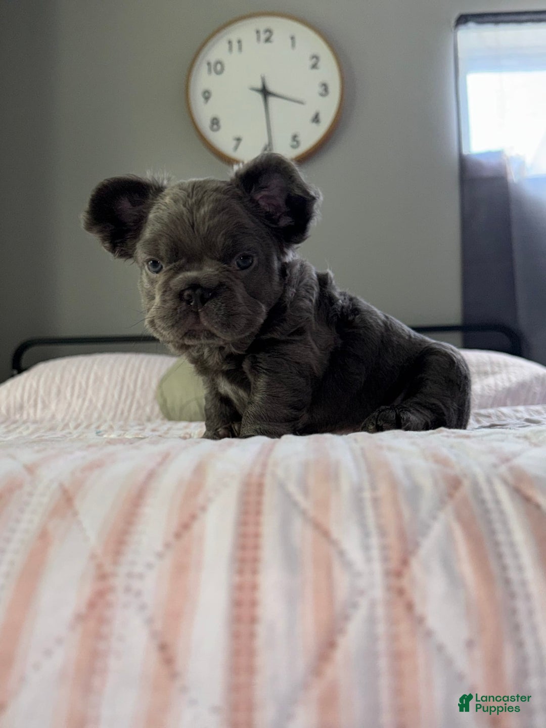 French Bulldog dogs for sale: Rome - Image 5
