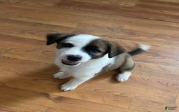 Australian Cattle Dog dogs for sale: Sparks - Image 3