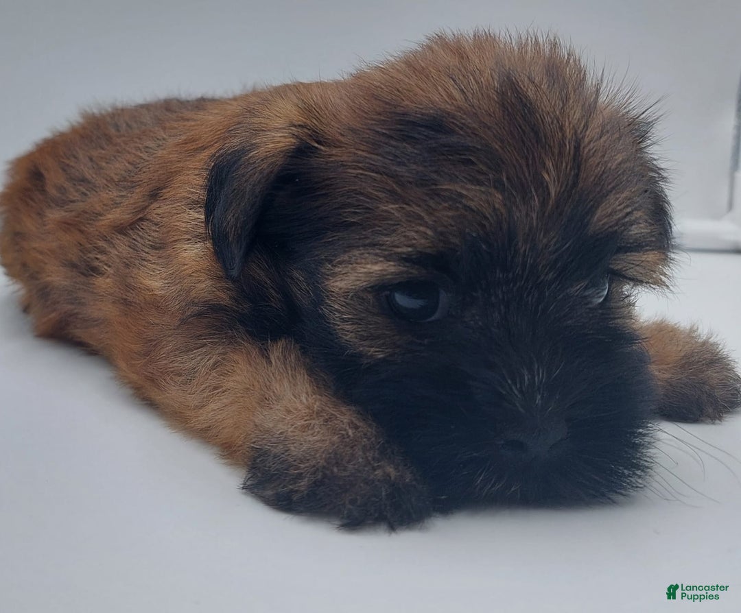 Shorkie dogs for sale: Teddy - Image 1
