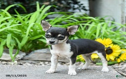 Chihuahua dogs for sale: Rachelle - Image 2