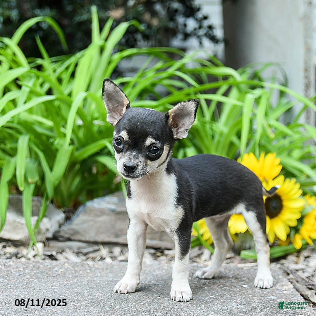 Chihuahua dogs for sale: Rachelle - Image 2