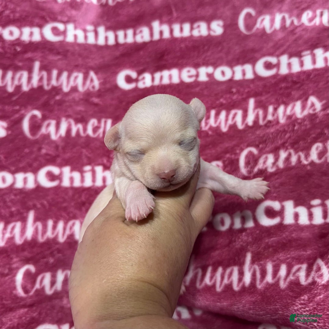Chihuahua dogs for sale: Rose Short Coat - Image 1