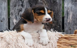 Beagle dogs for sale: Kirby - Image 1