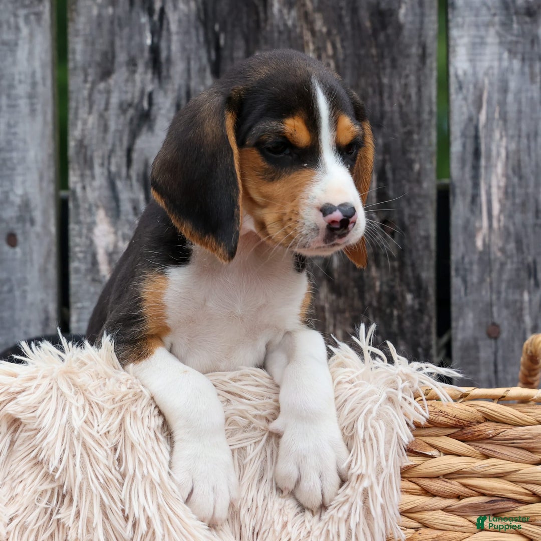 Beagle dogs for sale: Kirby - Image 1