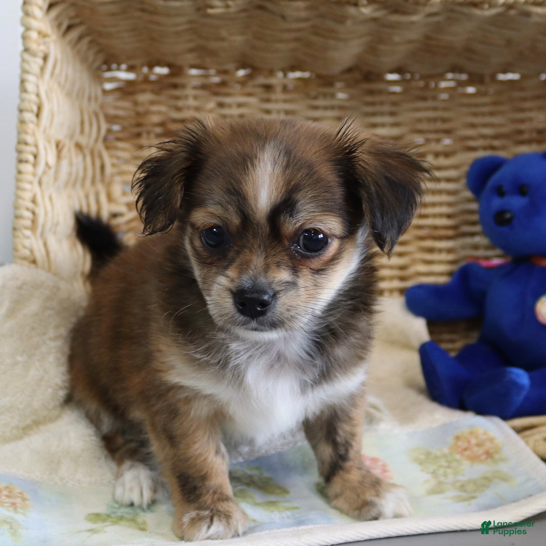 Shorkie dogs for sale: Lacey - Image 4