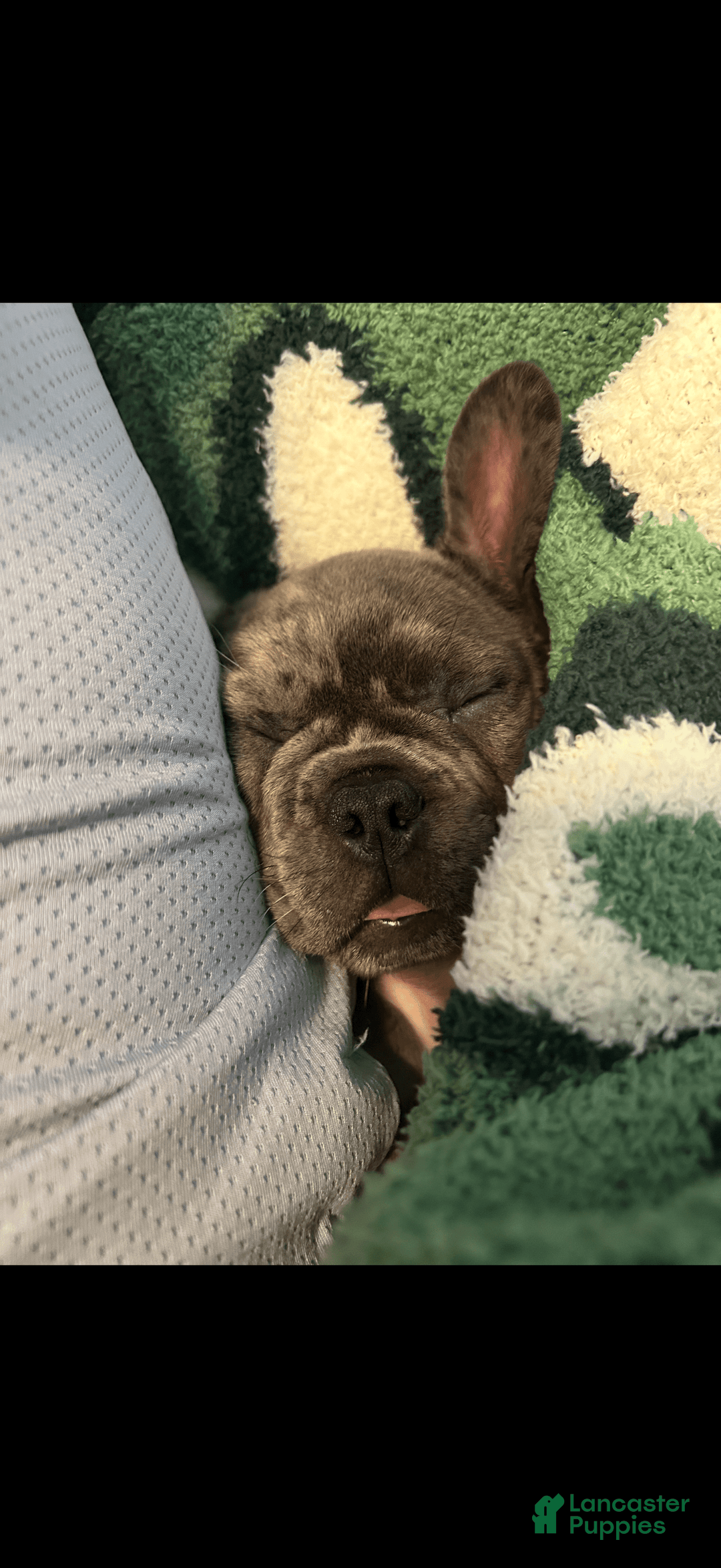 French Bulldog dogs for sale: August - Image 6