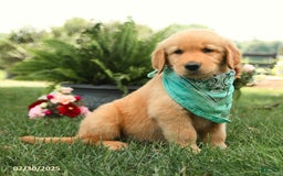 Golden Retriever dogs for sale: Murphy - Image 2