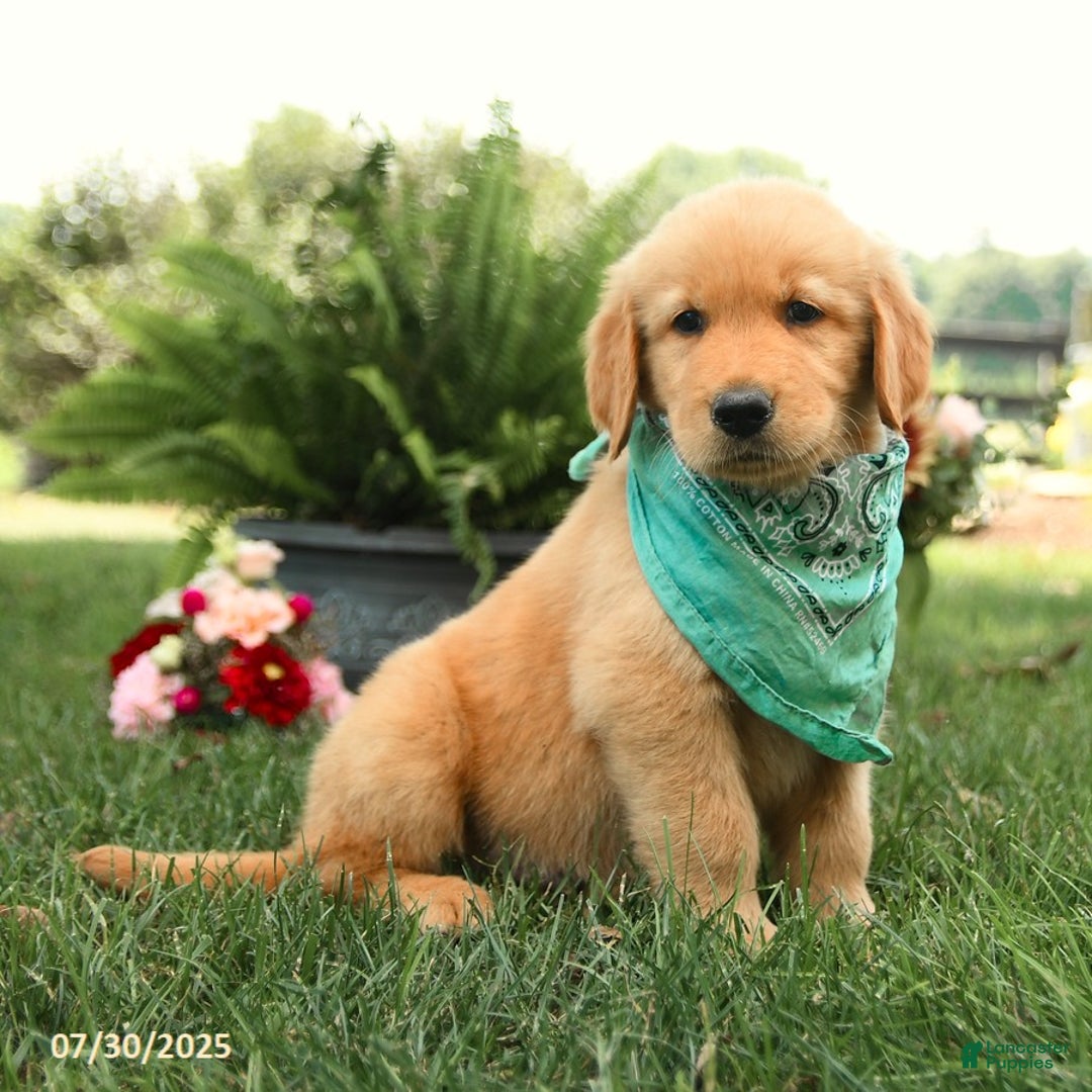Golden Retriever dogs for sale: Murphy - Image 2