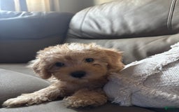 Cavapoo dogs for sale: Charlie - Image 1