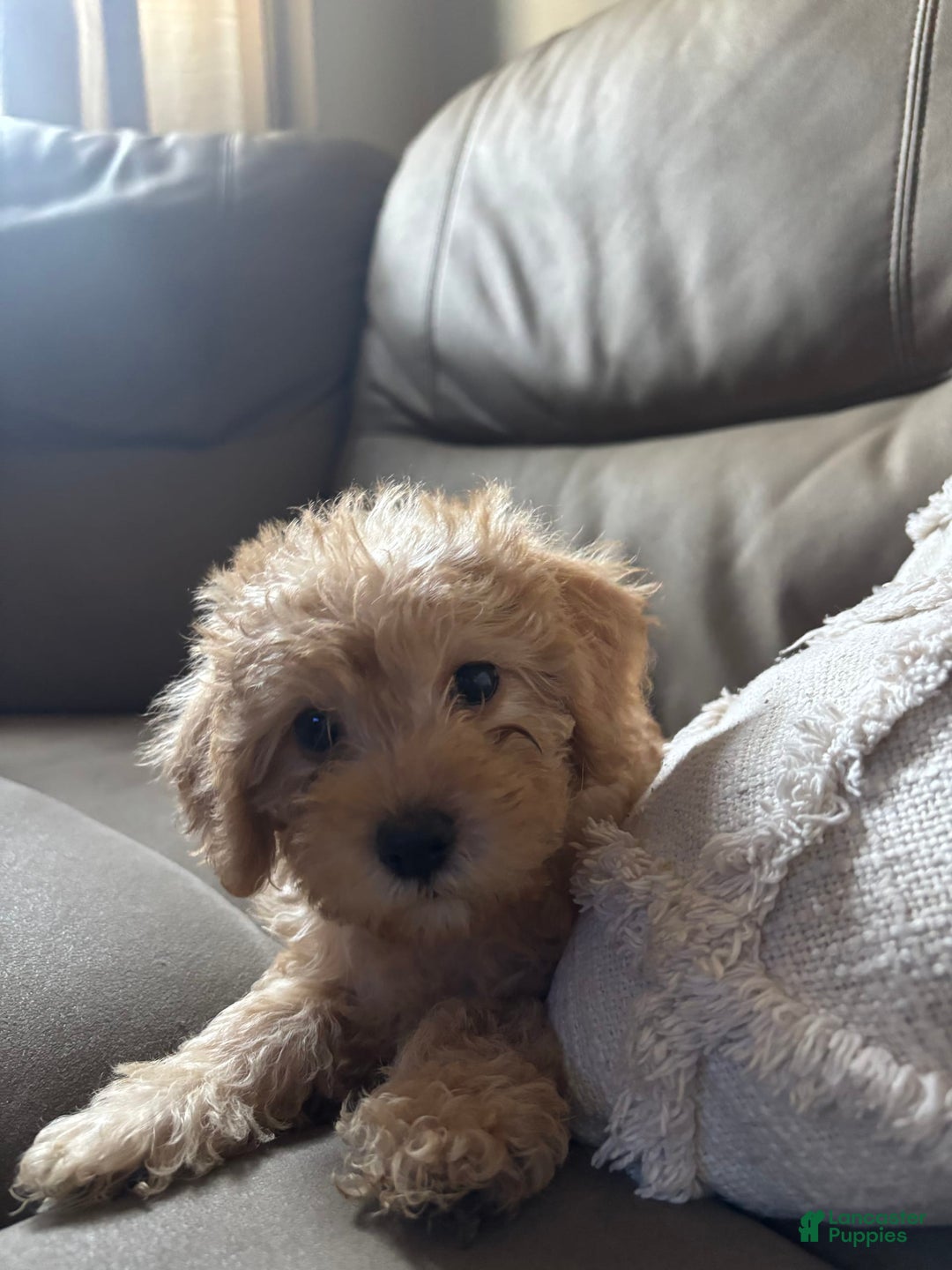 Cavapoo dogs for sale: Charlie - Image 1
