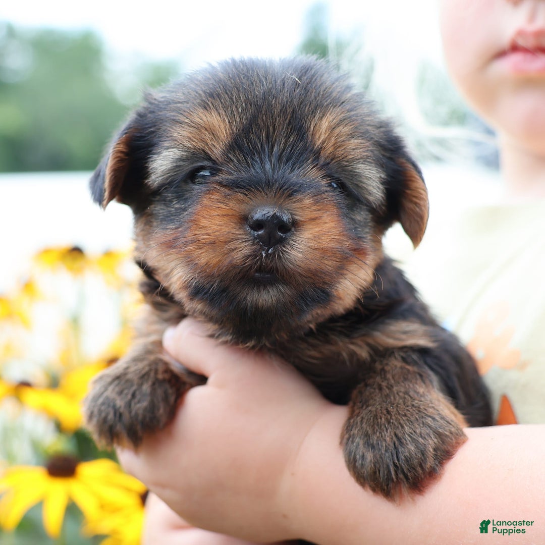 Yorkshire Terrier dogs for sale: Precious - Image 1
