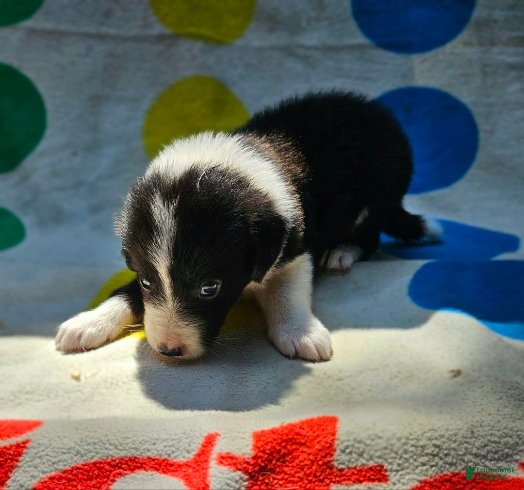 Border Collie dogs for sale: Donnie - Image 11
