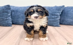 Mini Bernedoodle dogs for sale: Logan - Image 3