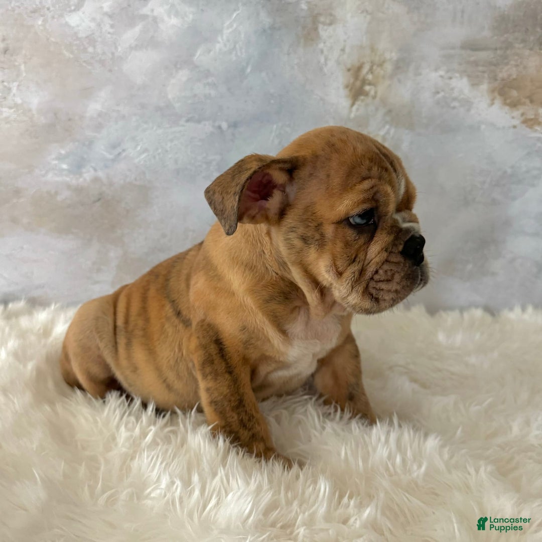 English Bulldog dogs for sale: Ben - Image 2