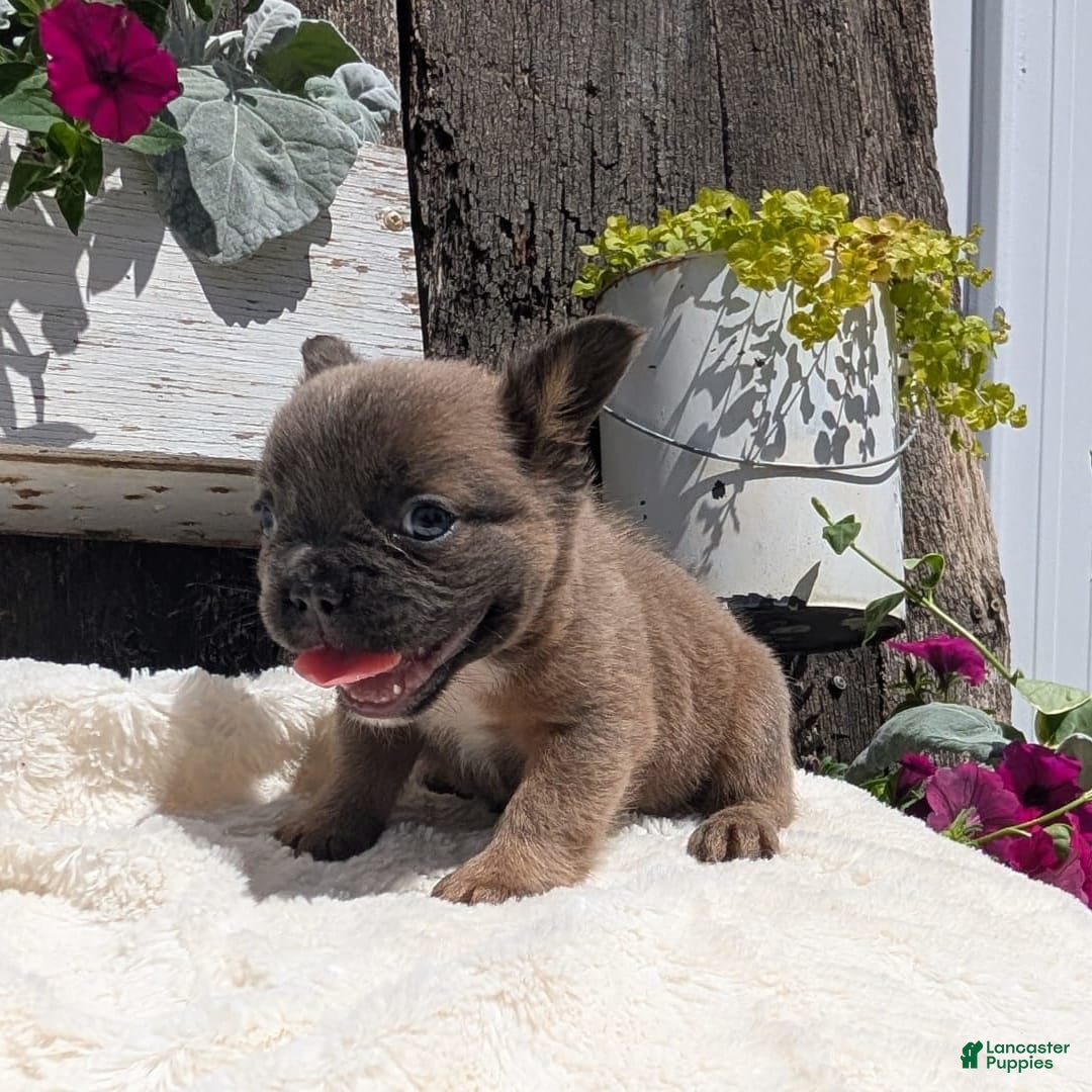 French Bulldog dogs for sale: Tyson - Image 5