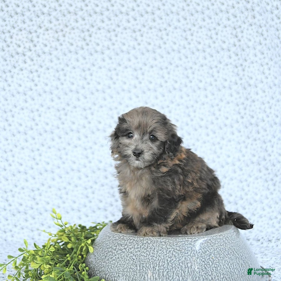 Mini Goldendoodle dogs for sale: Kai - Image 8
