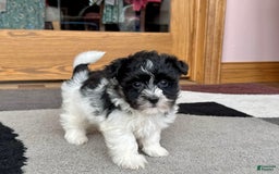 Havanese dogs for sale: Jared - Image 1