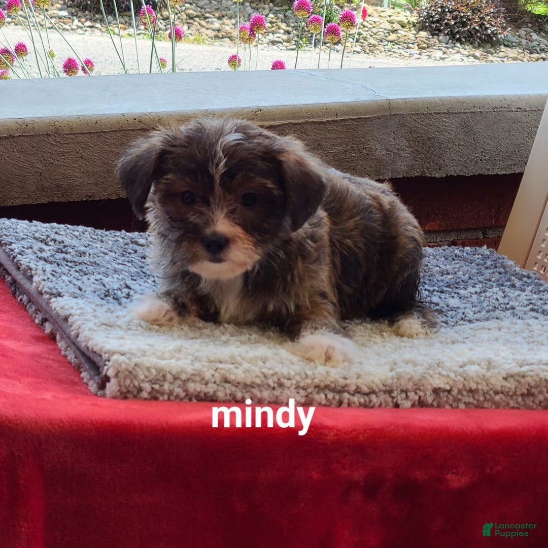 Shorkie dogs for sale: Mindy - Image 2