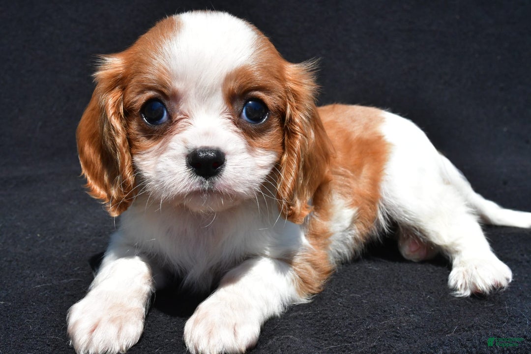 Cavalier King Charles Spaniel dogs for sale: Callie - Image 2