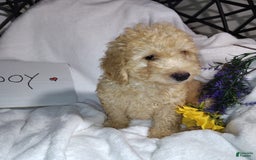 Mini Goldendoodle dogs for sale: Beanie Baby - Image 4