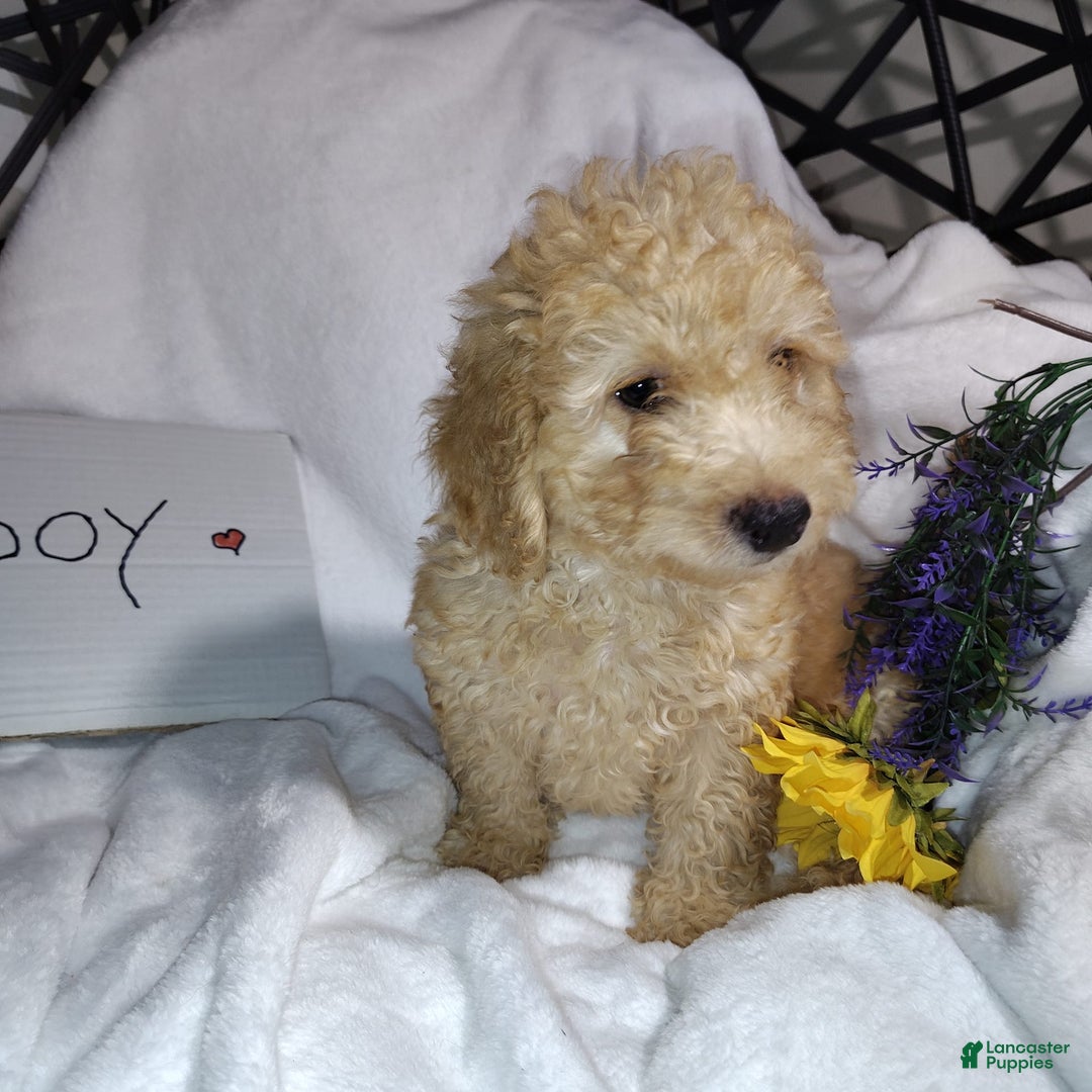 Mini Goldendoodle dogs for sale: Beanie Baby - Image 4