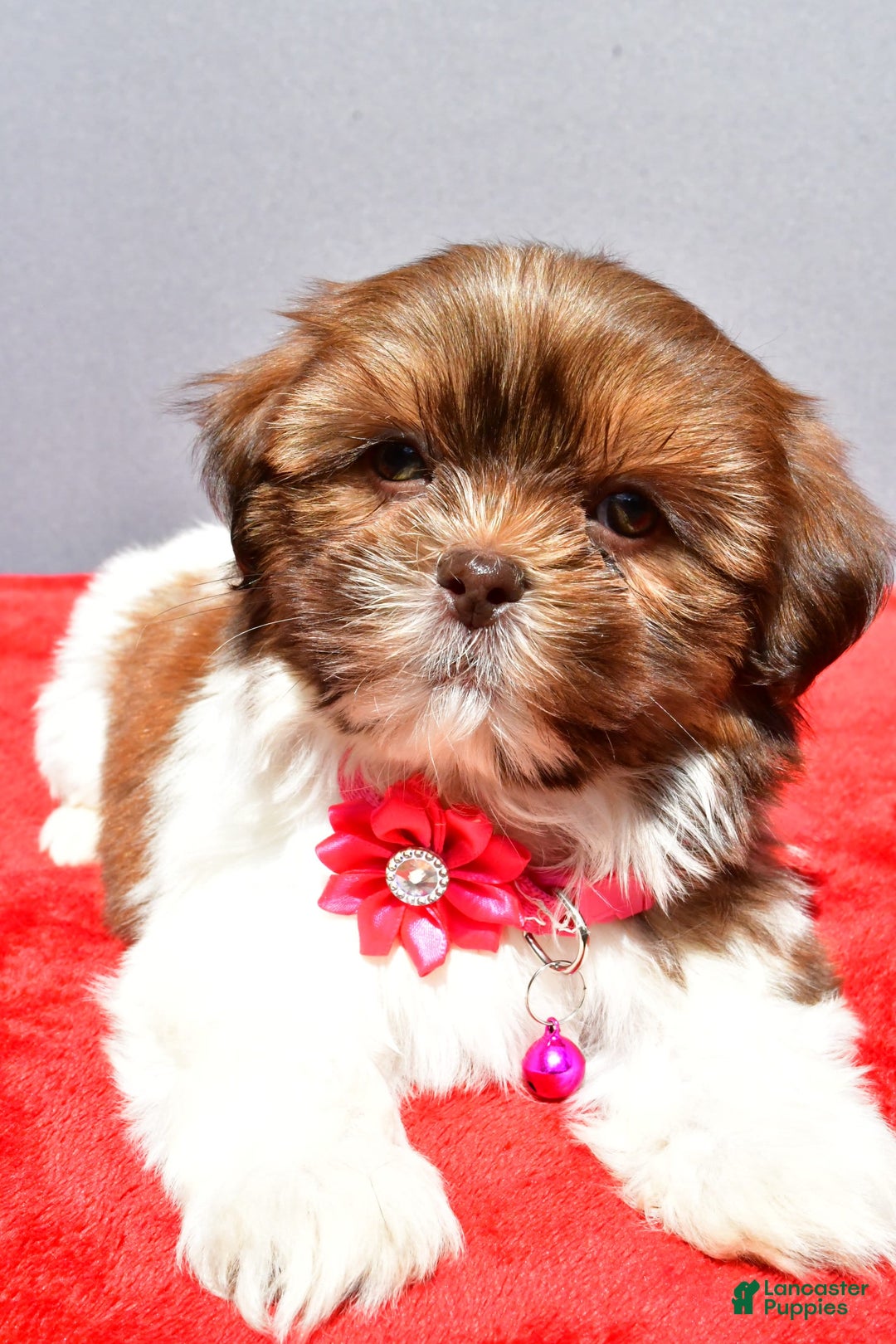 Shih Tzu dogs for sale: Jill - Image 3