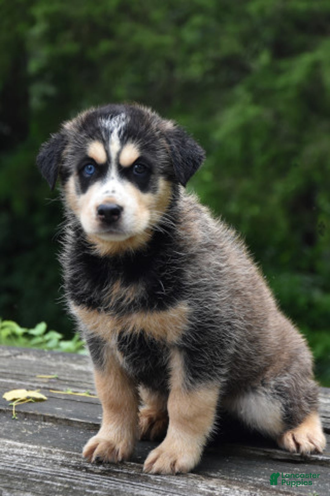 Gerberian Shepsky dogs for sale: Jazzy - Image 3