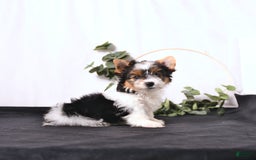 Biewer Terrier dogs for sale: Ava - Image 2