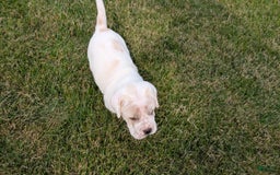 Mini Hippo dogs for sale: Casey - Image 19