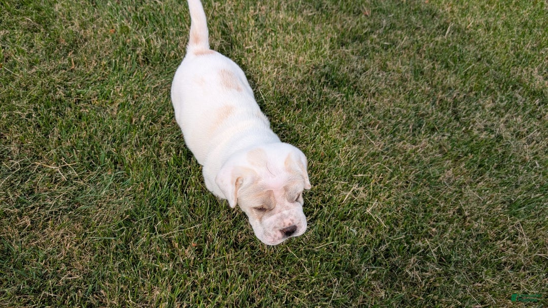 Mini Hippo dogs for sale: Casey - Image 19
