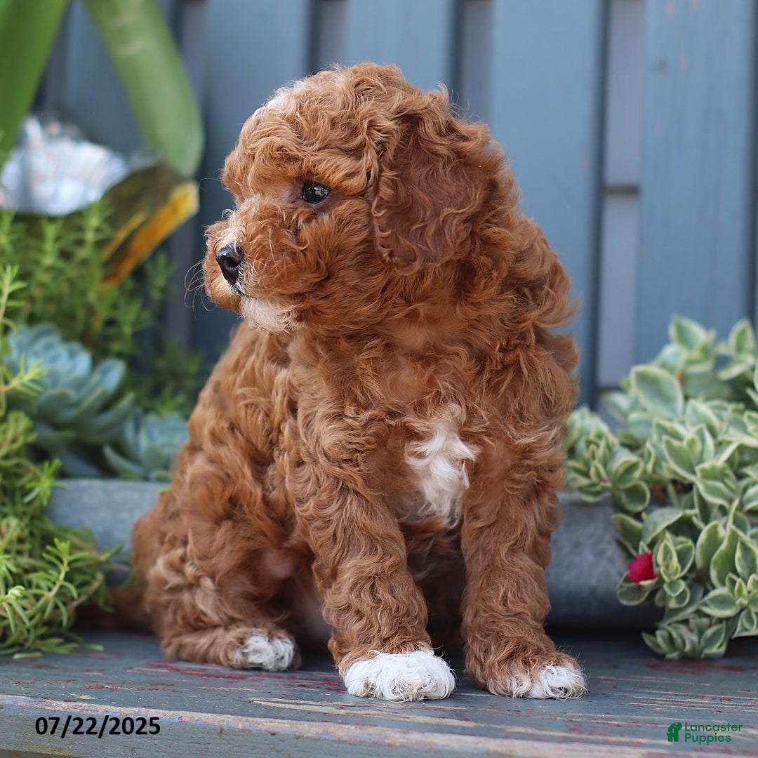 Cavapoo dogs for sale: Mickey - Image 1