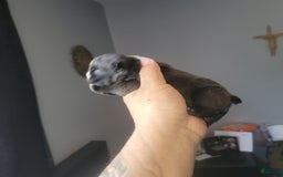 American Bully dogs for sale: Princess - Image 3